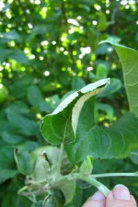Figure 3. Powdery mildew infection can cause curling of leaves, in addition to the more typical symptoms shown in Figure 1. Photo by Janna Beckerman.