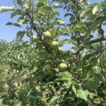Apple: (Rosalee): fruit development