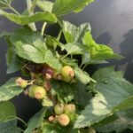 Black Currant- fruit development