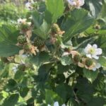 Floricane Fruiting Blackberry- bloom/ green fruit