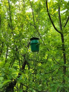 Figure 1. Universal bucket trap baited with pheromone lure to monitor codling moth. Photo: E. Y. Long