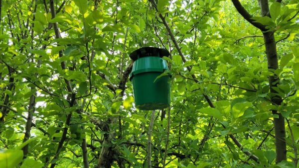 Updates on Codling moth, Oriental fruit moth, and Spotted-wing Drosophila captures in pheromone-baited monitoring traps