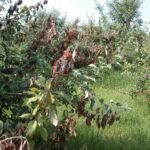 Figure 1. Trauma blight in a poorly maintained orchard. Photo by George Sundin.