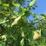 Pears- fruit development