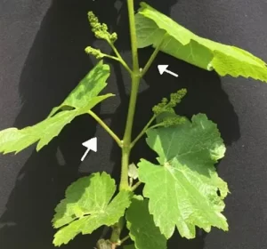 Figure 1. Petioles (leaf stems) on grapevine should be collected around veraison for tissue sampling. Photo from PennState Extension