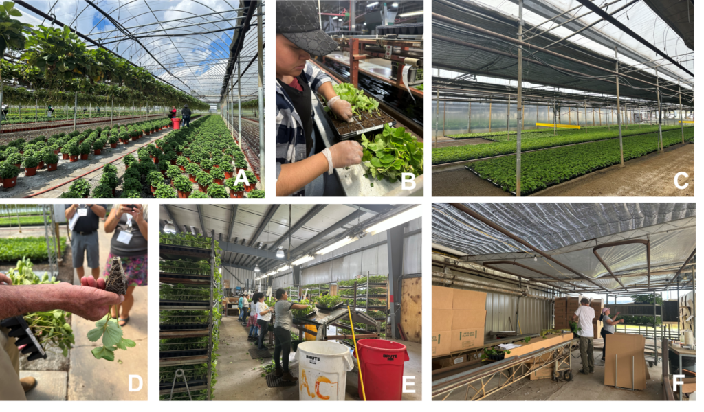 The steps of growing strawberry plugs at Kube-Pak (Allentown, NJ)