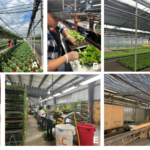 A. Tip production is from bare-root plants grown in hanging baskets in greenhouses. The process started in April and lasted for about 20 weeks. B. Harvested tips were placed into 50-cell trays with moisture potting soil. C. The newly potted tips were grown in the mixing room for about 10 days. D. The plants have well-developed root system in about three weeks. E. Quantality control of each tray and each plant. F. Trays are individually packed and ready to ship.