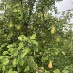 Pears- maturation