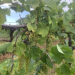 Grapes- early varieties ready to harvest