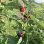 Floricane Fruiting Blackberry- green to ripe fruit