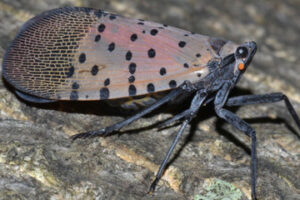 Keep an Eye out for Spotted Lanternfly | Purdue University Facts