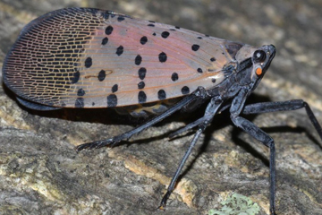 帰蝶　SSP Keep an Eye out for Spotted Lanternfly | Purdue University Facts