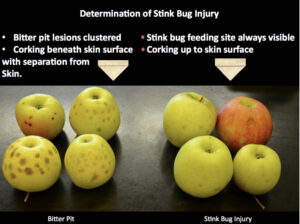 Figure 1. Bitter pit versus stink bug. Photo by Peter Jentsch. 