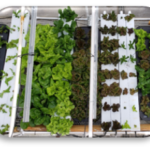hydroponics vegetables