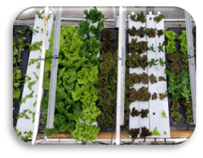 hydroponics vegetables 