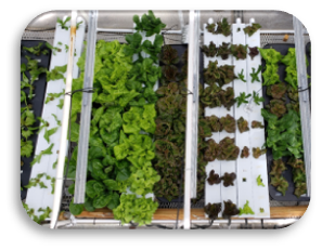 Crop Production in Organic Hydroponic Systems Workshop