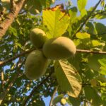 Paw Paws- Maturation