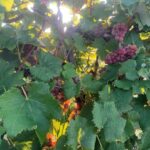 Grapes- Mature/ Fruit ripe for picking