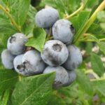 (Blueberries are one of many fruit and vegetable crops that benefit from “special” herbicide registrations in Indiana. Photo credit: SL Meyers)