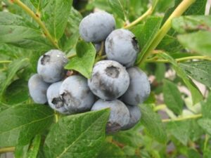 (Blueberries are one of many fruit and vegetable crops that benefit from “special” herbicide registrations in Indiana. Photo credit: SL Meyers)