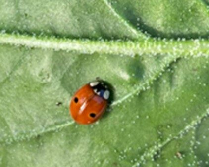 Insect Spotlight: Two-spotted lady beetle