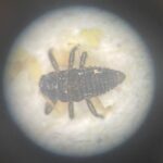 Figure 2: Larva under microscope, lying on empty eggs (Photo by Isabela Arias).
