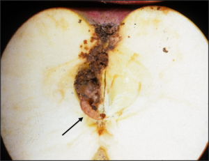 Figure 1. Codling moth caterpillar in an apple. Photo credit: John Obermeyer