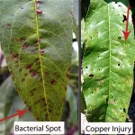 Figure 2. Copper injury on peaches can be mistaken for bacterial spot. Photo by Wendy McFadden-Smith.
