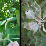 Figure 2. Powdery mildew of apple. Symptoms include leaf curl (left) whereas the white coating is a diagnostic sign of disease. Photos by Janna Beckerman.