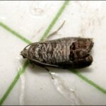 Figure 2. Adult codling moth (~1/2 inch long) captured on a sticky trap panel. Photo credit: John Obermeyer.