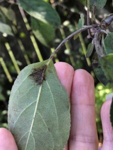 Figure 1. Apple scab infects all green portions of the plant. Be sure to look at both sides of the leaf! If your FRAC M fungicides aren’t coating the leaf undersides, half the tree is unprotected! Photo by Janna Beckerman.