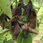 Figure 2. Fire blight gets its name from the blackened shoots on pear. Photo by Janna Beckerman.