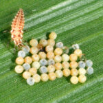 Figure 5: Lacewing larva eating western been cutworm eggs (Photo by John Obermeyer).