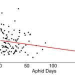 Figure 2. A correlation between aphid accumulation starting in Jan 2023 (‘aphid days’) and strawberry yield (grams of fruit per plant) that were harvest in May 2023.