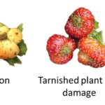 Figure 3. Dominant forms of strawberry damage that rendered them unmarketable during the 2023 May harvest at TPAC.