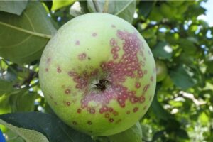 Figure 2. An apple with diagnostic symptoms of San Jose scale feeding: red, circular spots caused by toxins injected by scales during feeding. 