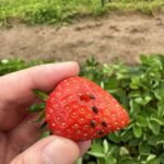 Fig 2. Sap Beetle damage on strawberries