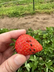 Fig 3. Sap Beetle damage on strawberries 