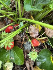 Fig. 2 Botrytis fruit rot on strawberries 