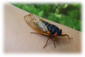 Figure 1. An adult periodical cicada on my arm 😊. 