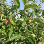Apple (Pixie Crunch): Fruit Development