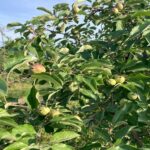 Apple (Rosalee): Fruit Development