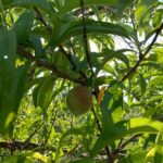 Peach: Fruit Development