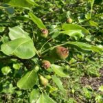 Pear: Fruit Development