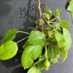 Pears: Fruit Development