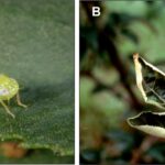 Figure 1. Adult potato leafhopper (A) Photo: J. Obermeyer, and symptoms of leafhopper feeding on apple leaves (B) Photo: Mid-Atlantic Orchard Monitoring Guide