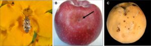 Figure 2. Adult tarnished plant bug (A) Photo: John Obermeyer, symptoms of “funnel” feeding damage on apple (B) Photo: Celeste Welty, and “corky” scar damage on peach (C) Photo: New York State Ag Experiment Station.