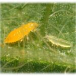 Figure 1. Thrips larvae (note lack of wings) on the underside of a plant leaf. Photo: John Obermeyer