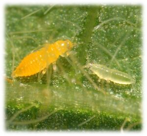Figure 1. Thrips larvae (note lack of wings) on the underside of a plant leaf. Photo: John Obermeyer 