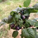 Black Currant: Ready to harvest